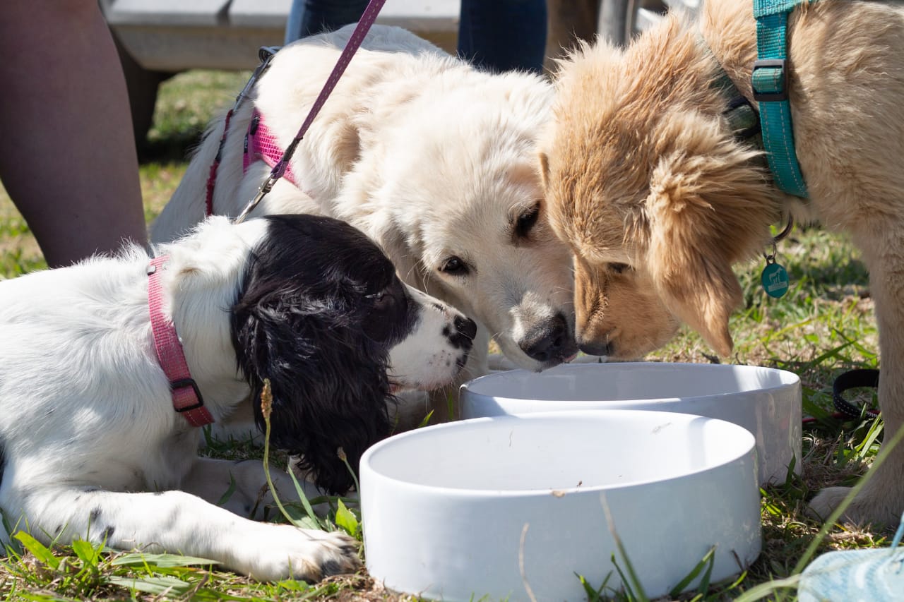 PUppies